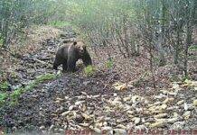 Dezbaterea sezonului: Cine câștigă la întâlnirea dintre om și urs?