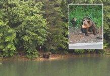 Ursoaică cu pui în zona barajului Firiza