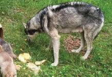 Campanie de sterilizare gratuită pentru câini și pisici în Sighetul Marmației