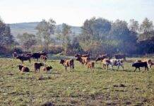 Maramureșul are doar opt grupuri și organizații agricole recunoscute de Ministerul Economiei