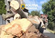 Material lemnos, transportat fără documente legale, depistat de polițiști