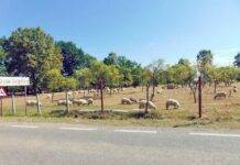 Ca niciodată, coboară stânele din munți, în august. Nu mai au ce mânca oile!