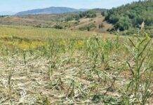 Pagube însemnate produse de mistreți în culturile de porumb din Boiu Mare