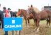Mireșu Mare găzduiește AgroMaramureș
