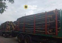 Ansamblu auto indisponibilizat și peste 17 mc de material lemnos, confiscați de polițiști