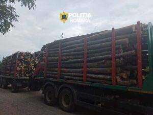 transport lemne ilegal 2