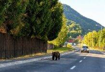 Urs zărit de cetățeni pe strada Barajului