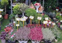 ”Galaxia” – tema Expo Flora de anul acesta
