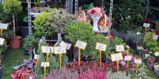”Galaxia” – tema Expo Flora de anul acesta