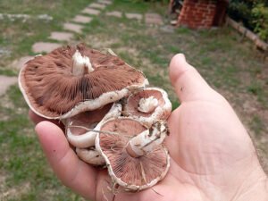 champignon curte reme