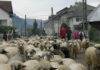 Demersuri la Bruxelles pentru reluarea exporturilor de ovine și caprine