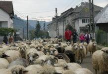 Demersuri la Bruxelles pentru reluarea exporturilor de ovine și caprine