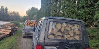Peste 12 metri cubi de lemn, confiscați la Săpânța și Sarasău