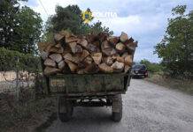 Trei metri cubi de lemn, confiscați de polițiști la Sighetu Marmaţiei