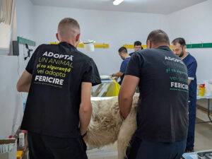 sterilizare recea