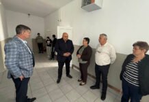 Porcii mistreți provoacă pagube mari în Boiu Mare
