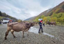 Crescătorii de bovine din Maramureș au sărbătorit 35 de ani de activitate