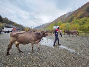 bovine