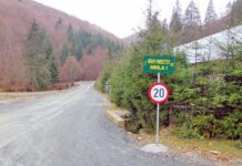 Proiecte silvice noi