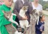 Campanie de sterilizare pentru pisici și motani în Sighetu Marmației
